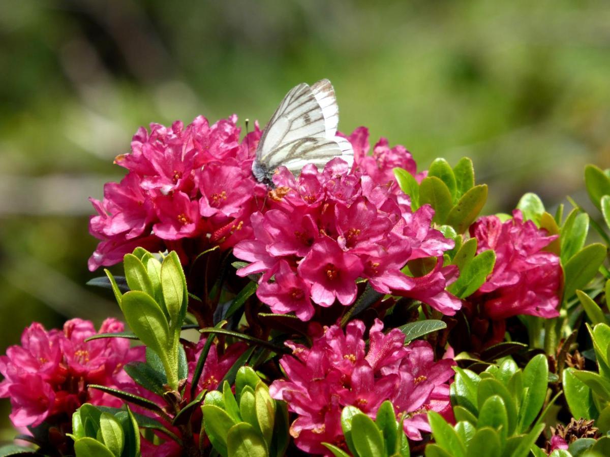 דירות Alpenrose טוקס מראה חיצוני תמונה